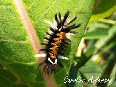 Arctiide asclépiade