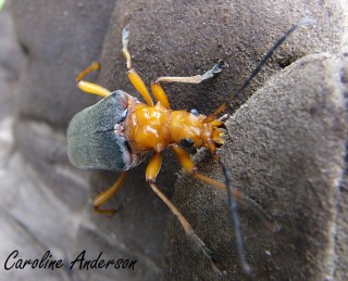 Coléptère Orange-Noir
