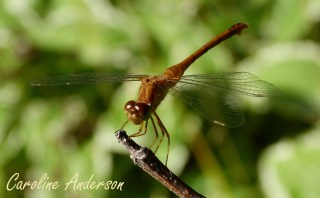 Sympetrum femelle