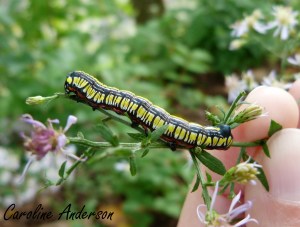 Cucullia convexipennis 2