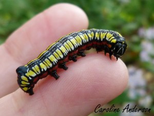 Cucullia convexipennis 3