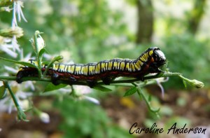 Cucullia convexipennis