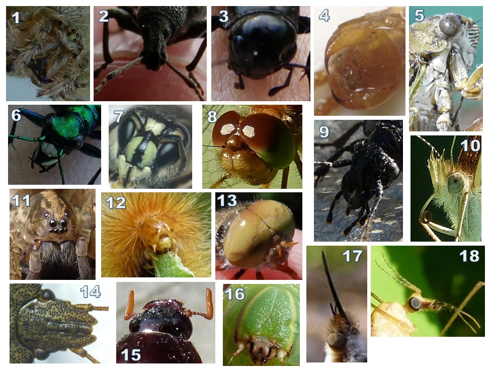 103-Devinette têtes