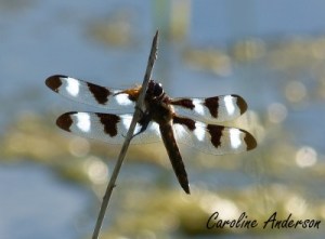 Libellule gracieuse 2