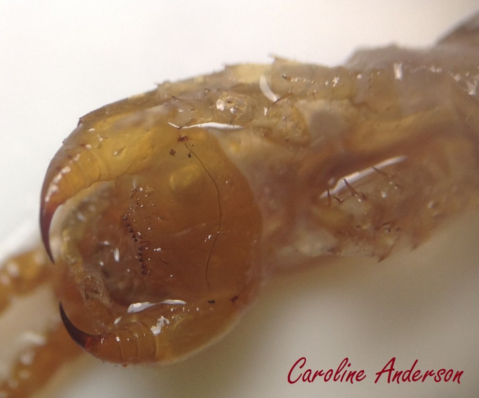 Devinnette_2015-02-02