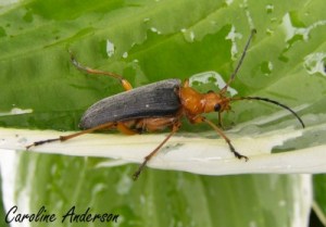 Lepture Thorax orangé
