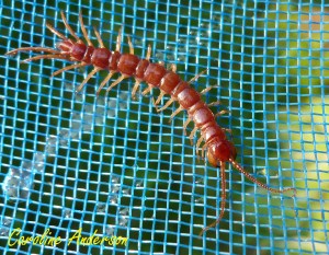 Chilopode_Lithobiomorpha 2