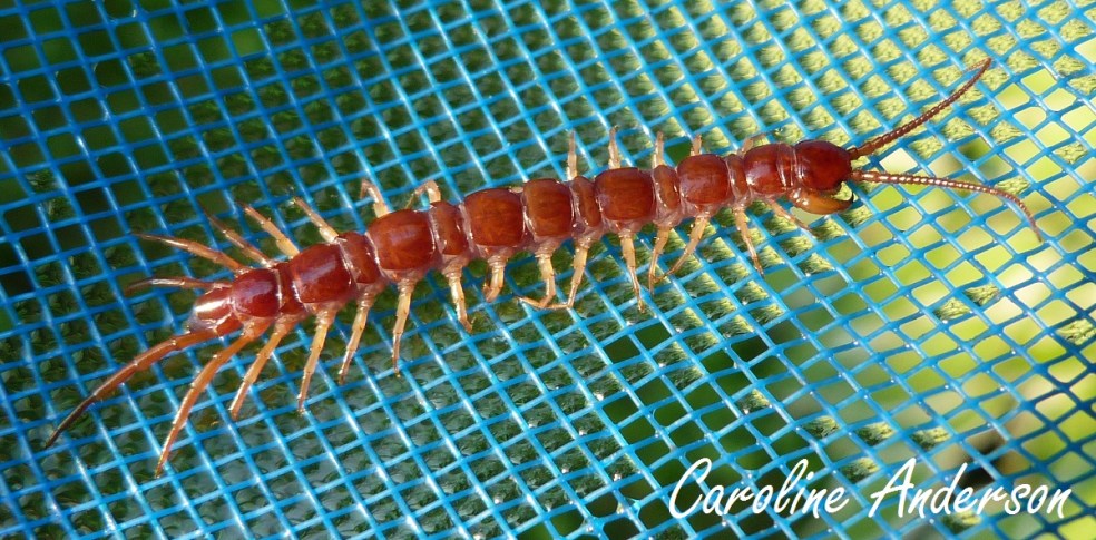 Chilopode_Lithobiomorpha