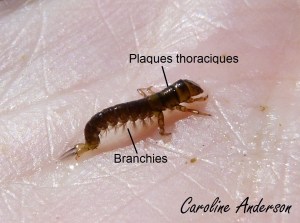 Hydropsychidae_Détails