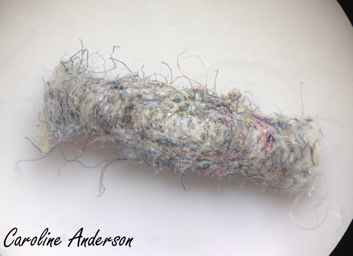 T. pellionella_fourreau