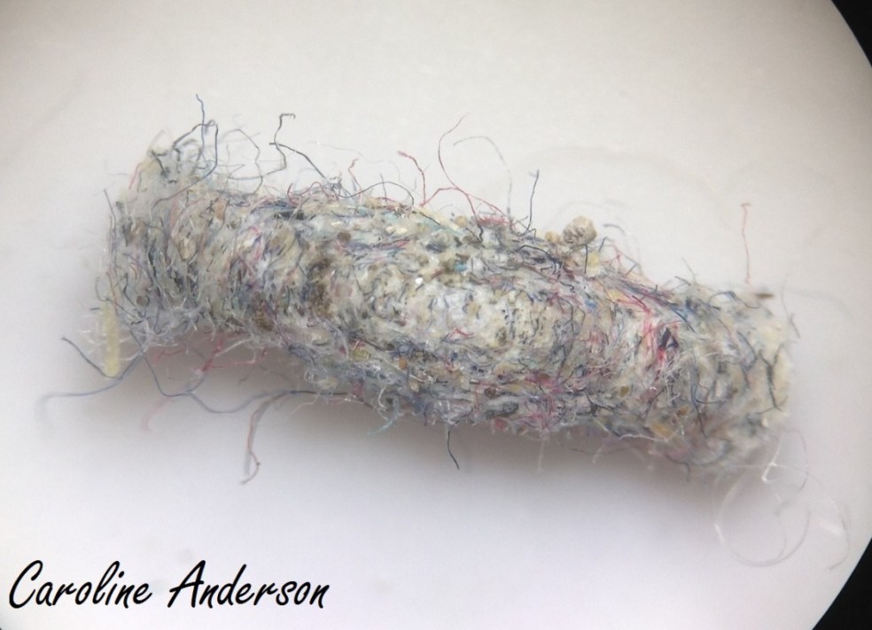 T. pellionella_fourreau