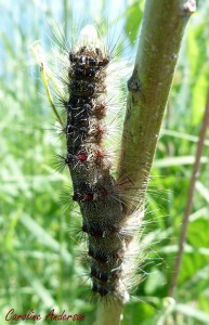 Image (1) Lymantia-dispar.jpg for post 2405