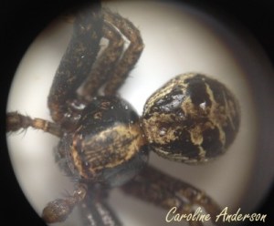 Xysticus elegans_micro