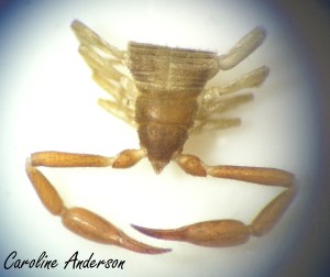 Pseudoscorpion Dos
