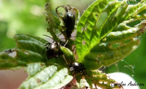 Altise cournouiller probable 1