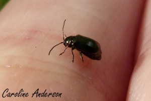 Altise cournouiller probable 2