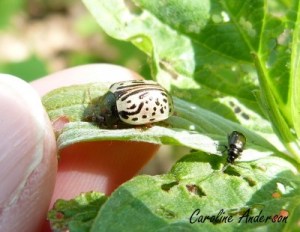 Altise et Calligraphe