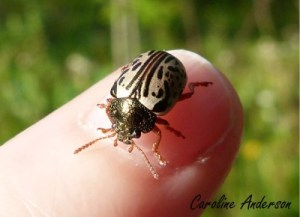 Calligraphe cornouiller 1