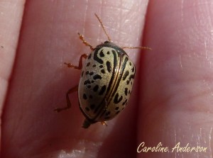 Calligraphe cornouiller 2