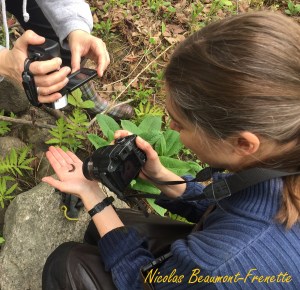 Caro photographie corydale