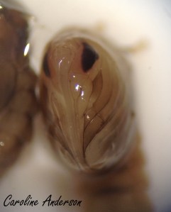 Pupe Culicidae facial