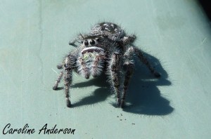 Salticidae géante 2