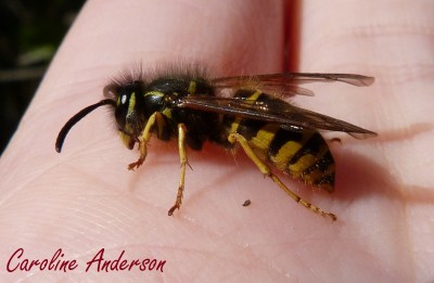 Vespula vulgaris 1