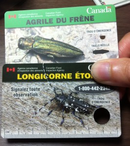 Agrile et longicorne étoilé_Réduit