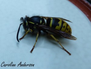 Vespula vulgaris 2