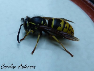 Vespula vulgaris 2
