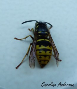 Vespula vulgaris 3