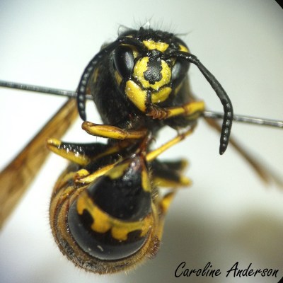 Vespula vulgaris 4