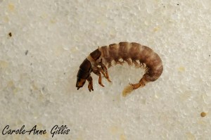 CAGillis_Hydropsychidae_Fin