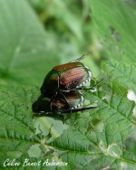 CéAnderson_Scarabéesjaponais_Fin