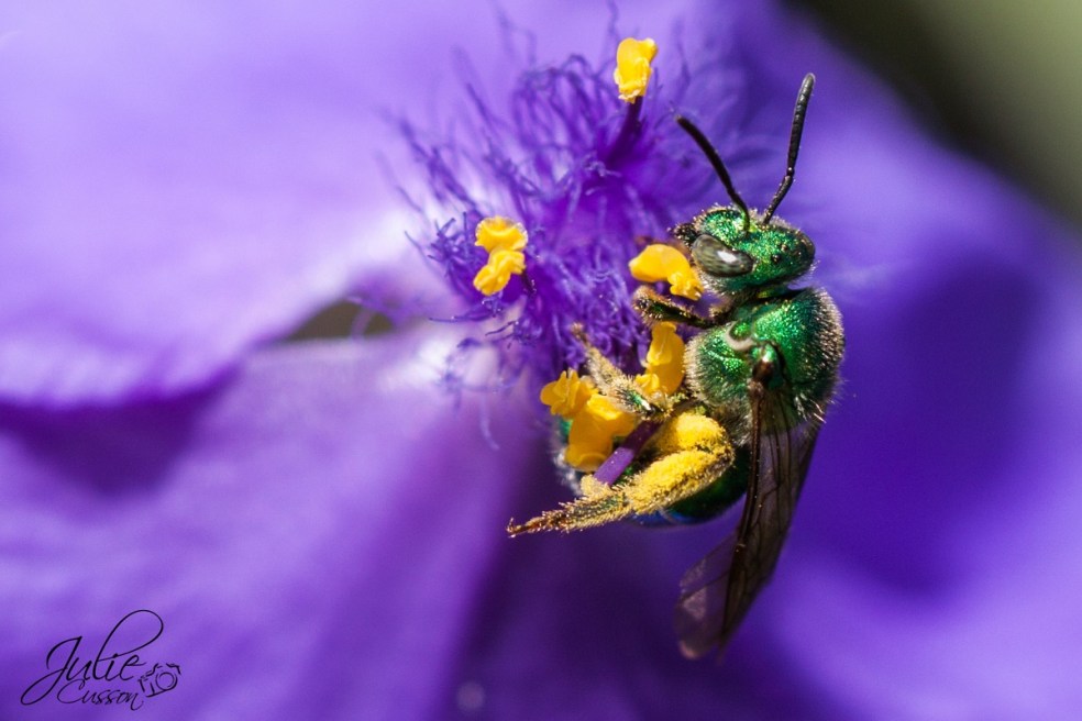 JCusson_augochlora pura-1Corr_Fin