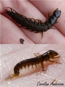 Mégaloptère-Trichoptère