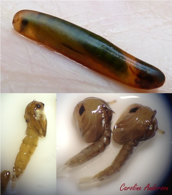 Pupes_Tricho et diptères