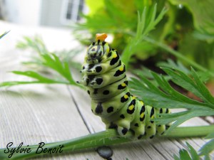 SBenoit_chenille céleri_Fin