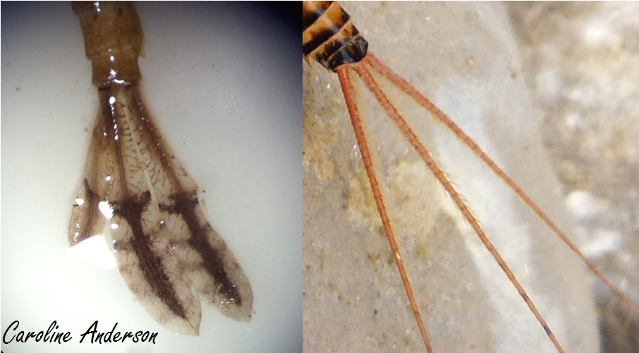 Zygoptère-Éphémère