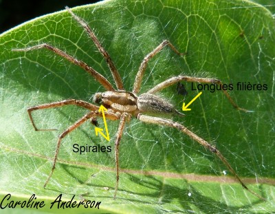 A. potteri mâle 3_Détails