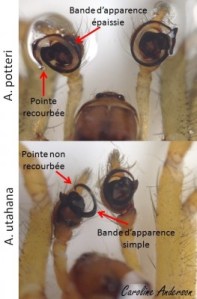 A. potteri versus A. utahana