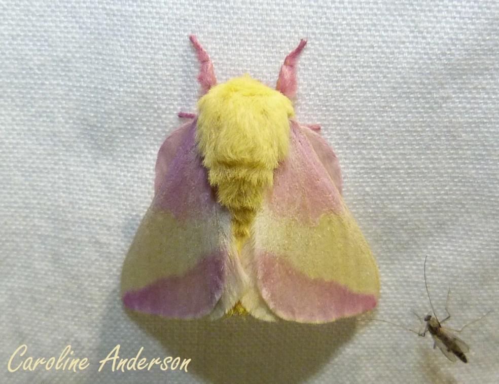 Anisote de l’érable paré pour Pâques