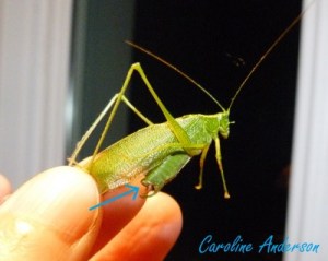 S. septentrionalis 3