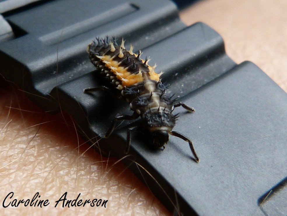 Coccinelle asiatique larve 3