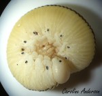 Devinette 10_2015-10-24