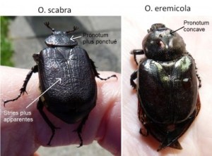 Osmodermes comparaison_Détails