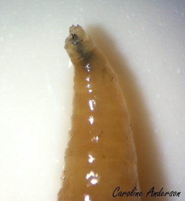 Asticot tête réduite