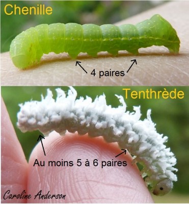 Chenille vs tenthrède_Pattes