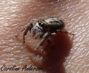 Eris militaris femelle