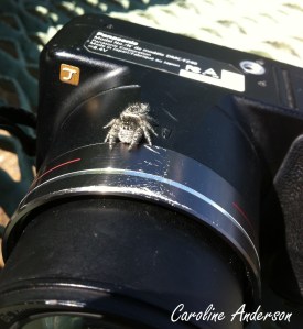 Phidippus purpuratus femelle_3